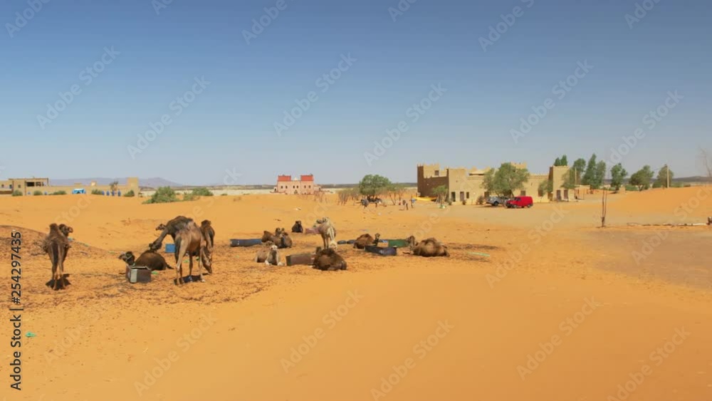 A herd of camels near a village in Merzouga, Morocco. Pan left to right. A herd of camels near a village in Merzouga, Morocco. Pan left to right.