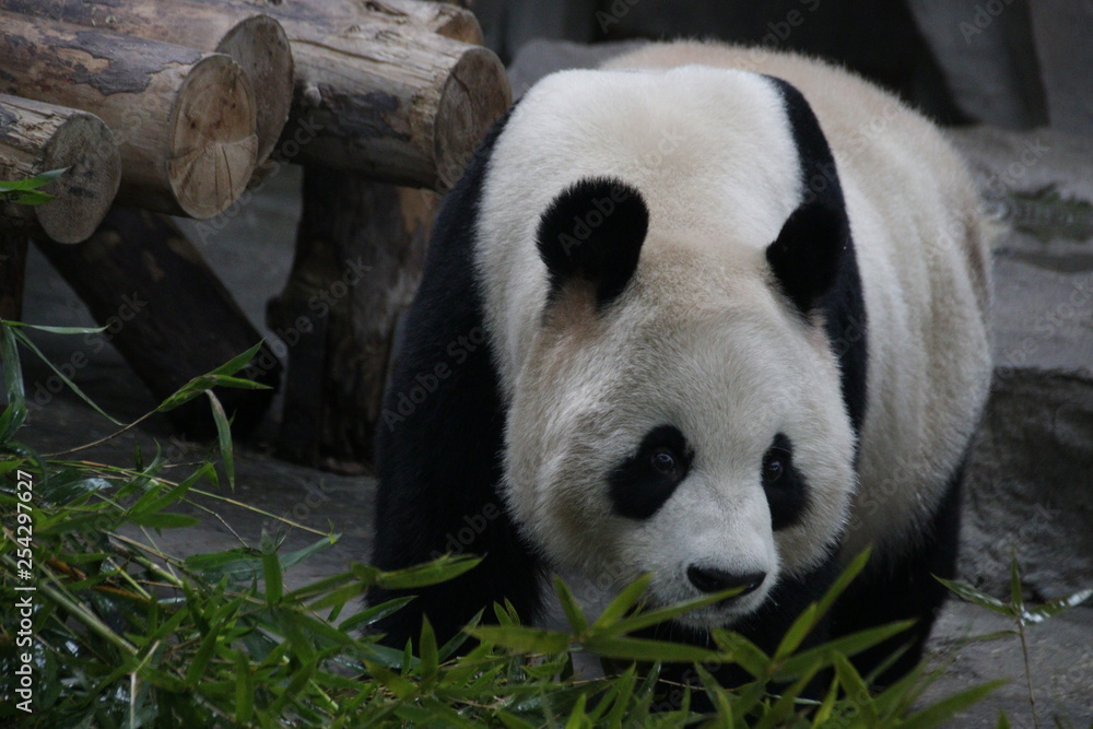 Sweet female Panda in China