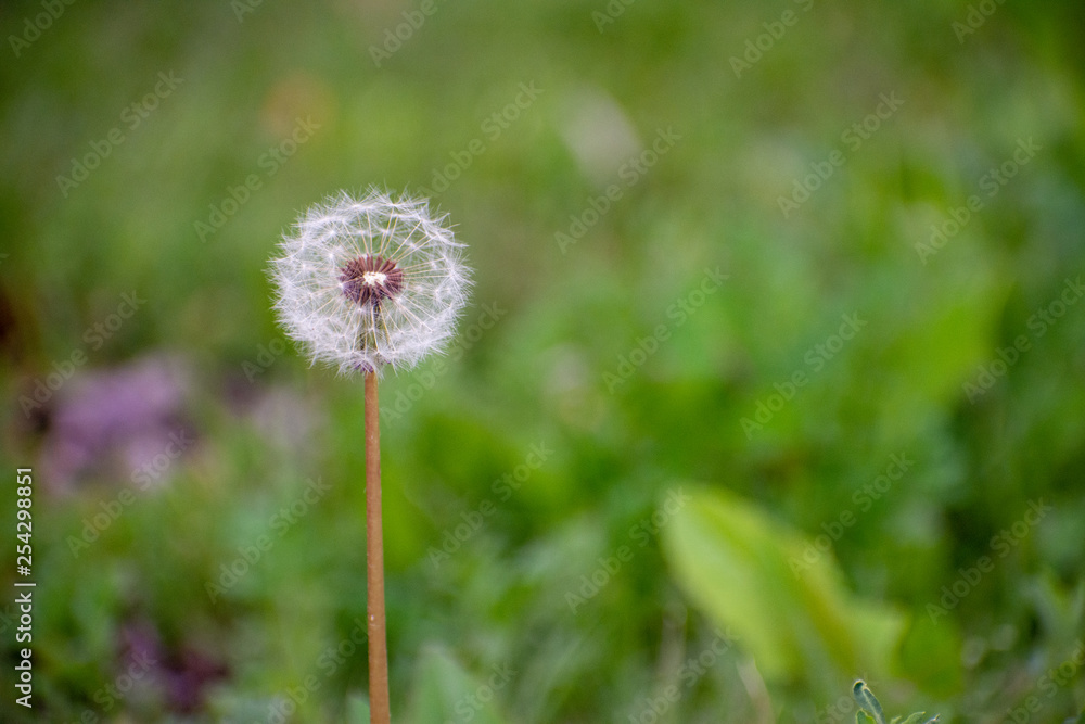 Dandelion with Green Garden Background with soft focus and green bokeh Dandelion with Green Garden Background with soft focus and green bokeh