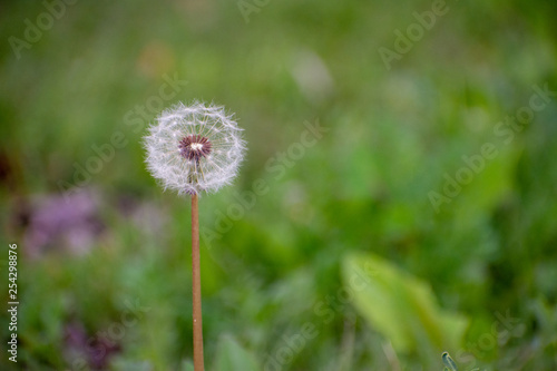 Dandelion with Green Garden Background with soft focus and green bokeh