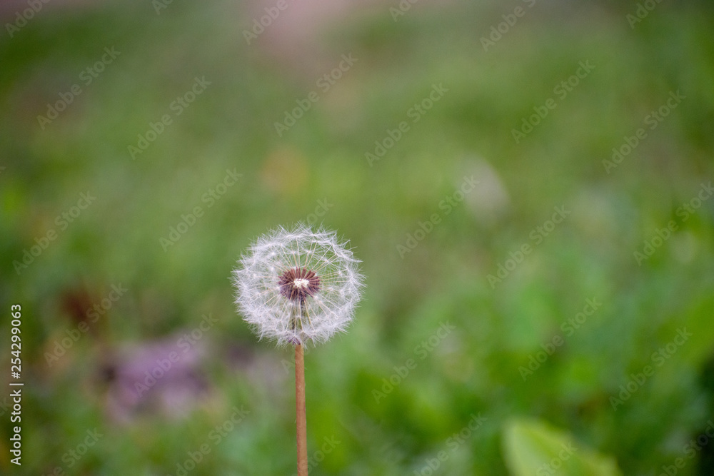 Dandelion with Green Garden Background with soft focus and green bokeh Dandelion with Green Garden Background with soft focus and green bokeh