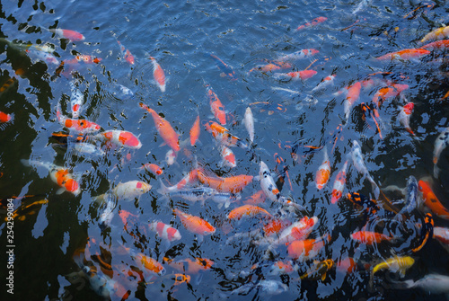 Koi swimming in water garden. Fancy and colorful carp fish. Koi Fishes swim in black pond. Koi fish color are red, orange and white. Taken during feeding time