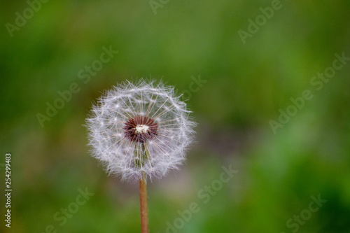 Dandelion with Green Garden Background with soft focus and green bokeh