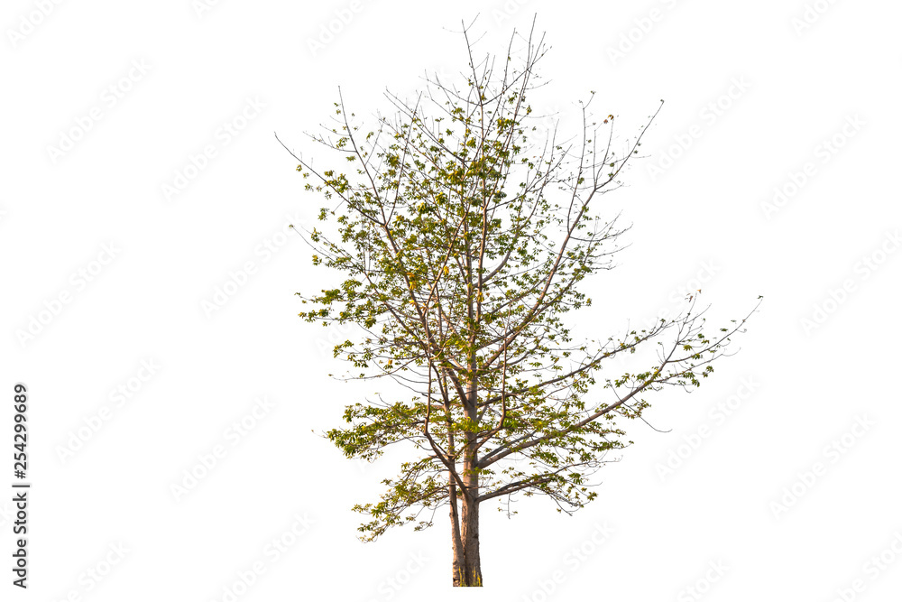 Fototapeta premium Big Tree isolated on white background