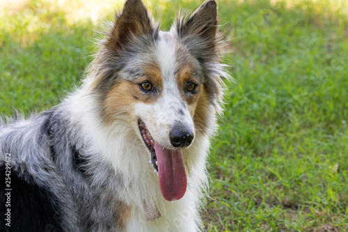 beautiful spring portrait of adorable gray and white border collie in the blossoming park