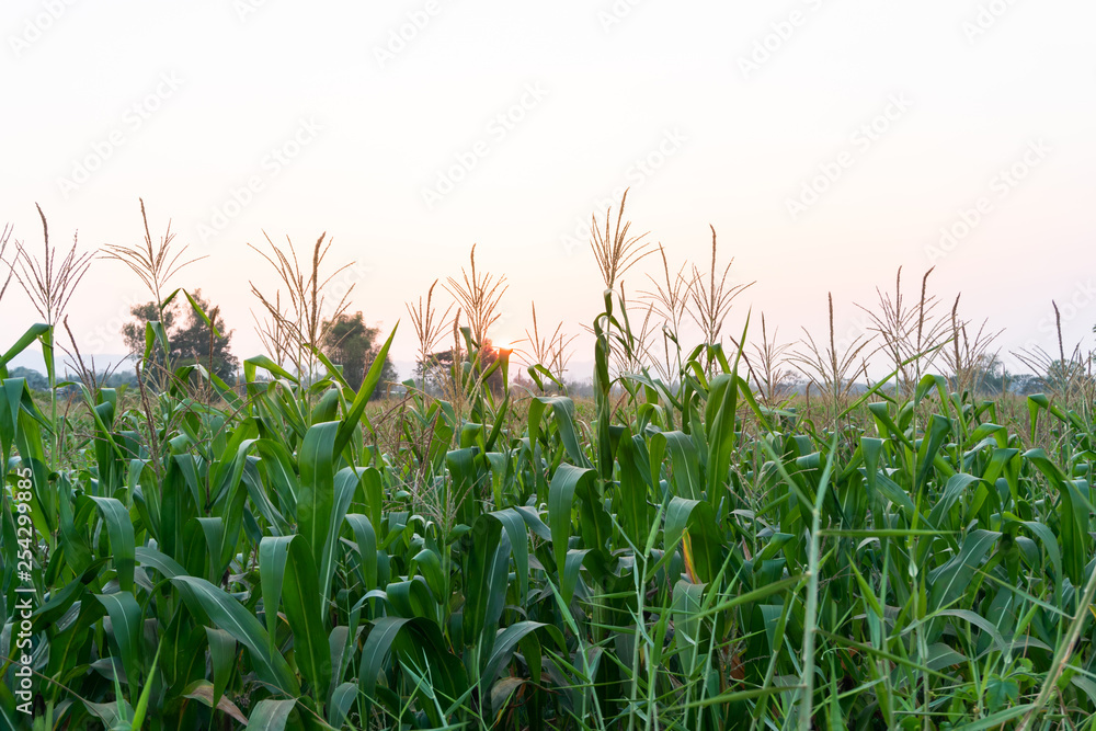 Fototapeta premium corn field and sunset backgorund