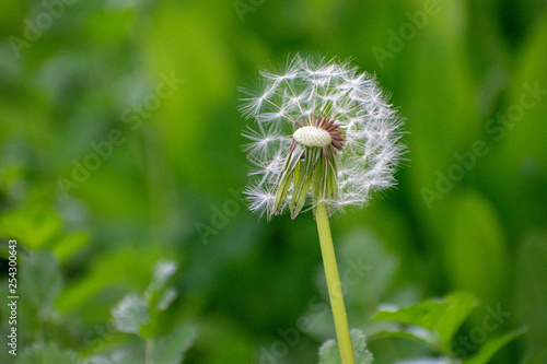 Half Dandelion Green Background with soft green bokeh and soft lighting