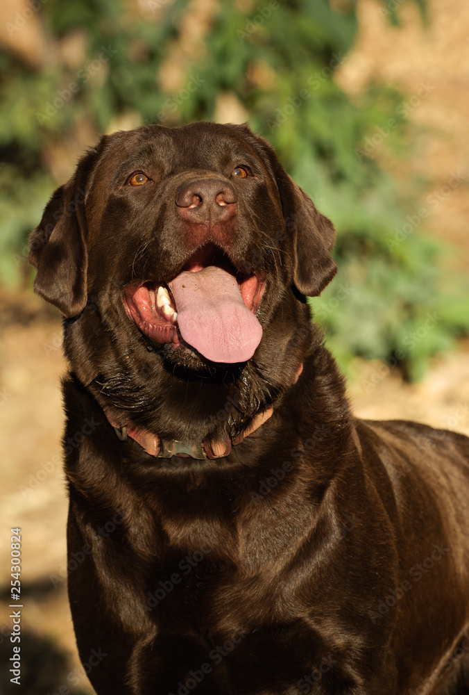 Chocolate Labrador Retriever retriever portrait with mouth open Chocolate Labrador Retriever retriever portrait with mouth open