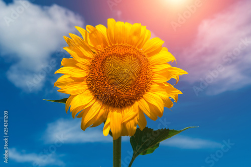 sunflower summer flower with heart at sunset.