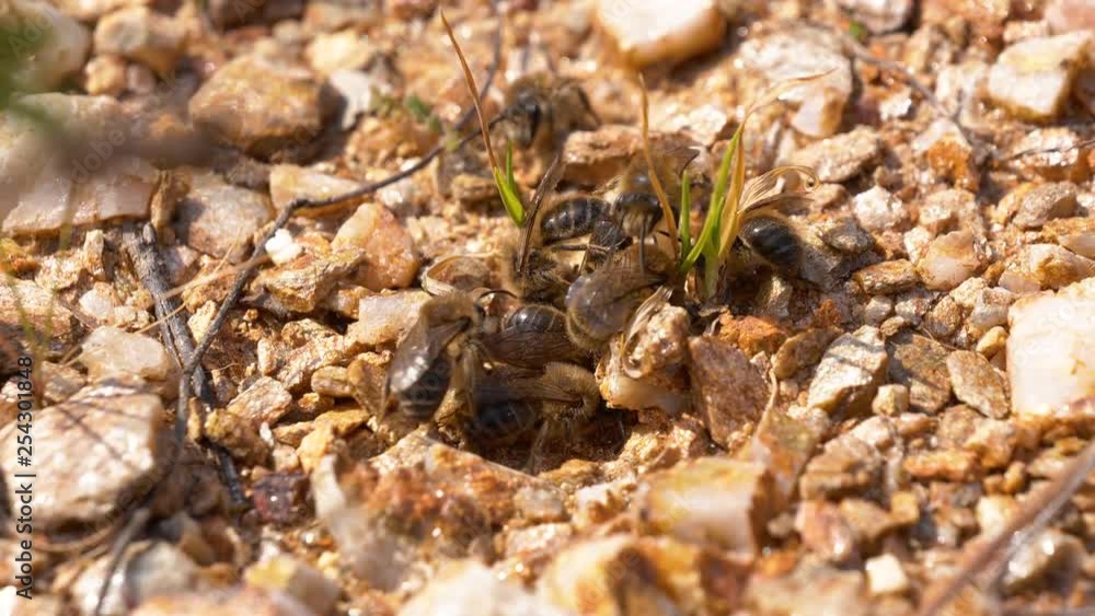 Solitary Colletes cunicularius bees fighting for mating partner on the ground Solitary Colletes cunicularius bees fighting for mating partner on the ground