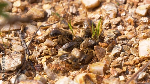 Solitary Colletes cunicularius bees fighting for mating partner on the ground photo