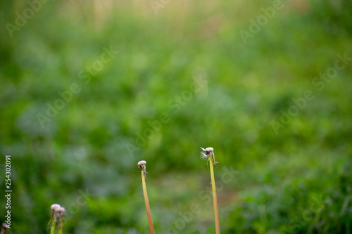 Dandelion stems with green garden background bokeh