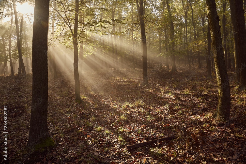 Obraz premium Forest with light rays