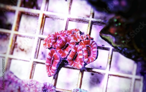 Acanthanstrea (Acan) LPS coral in closeup shoot photo