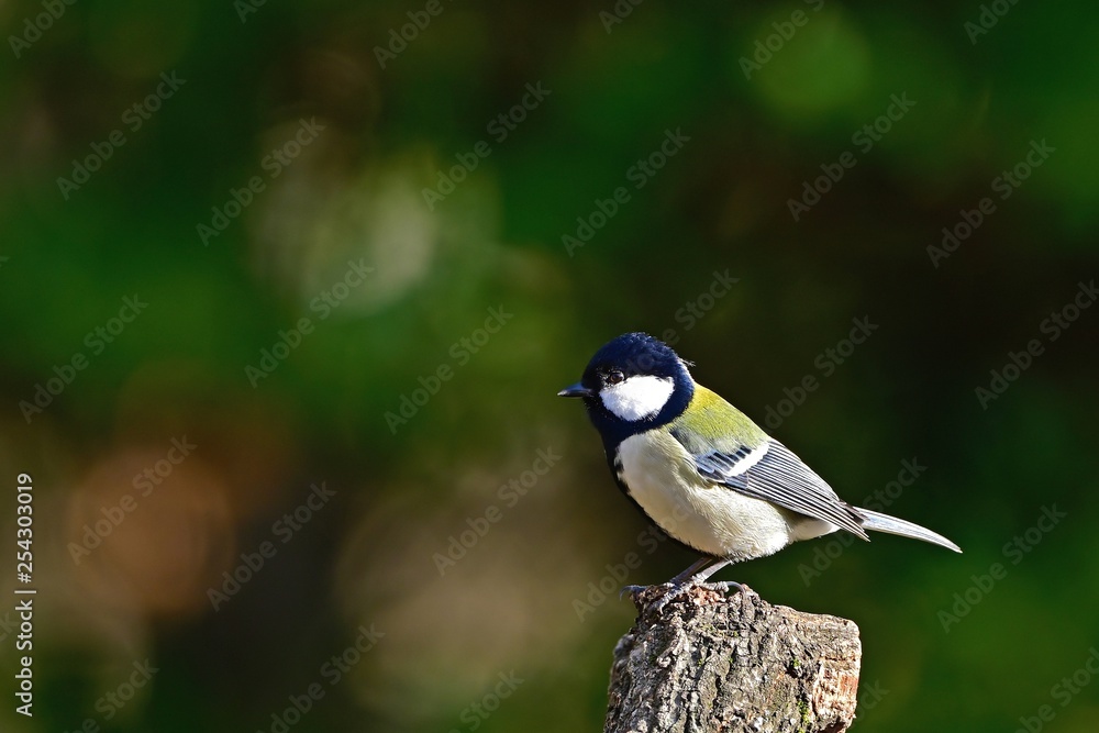 Obraz premium すまし顔がかわいいシジュウカラ 