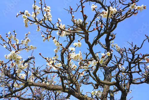 White flower blooms of the Japanese ume apricot tree, prunus mume, in winter in Miyajama, Japan © eqroy