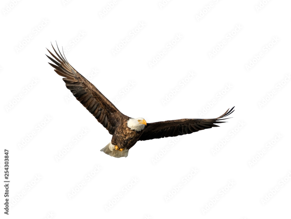 Naklejka premium American bald eagle with spread wings isolated on white background