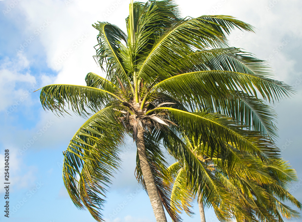 Fototapeta premium palmera viento