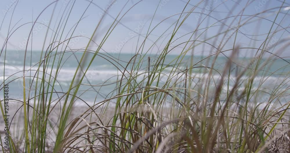LONG GRASS WAVING ON BEACH WITH OCEAN IN BACKGROUND 4K SLOW MOTION LONG GRASS WAVING ON BEACH WITH OCEAN IN BACKGROUND 4K SLOW MOTION