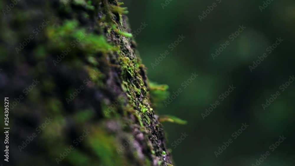 Tree Jungle Detail Tree Jungle Detail
