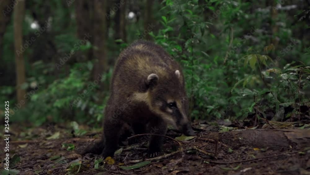 Coati Walking on the Jungle