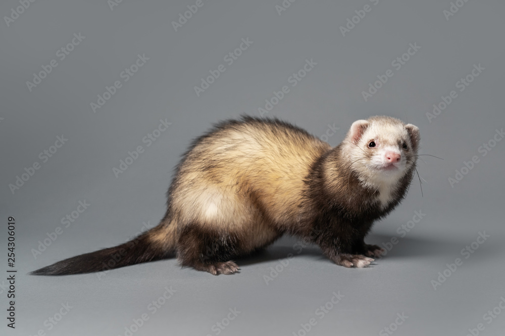 Young ferret cheap