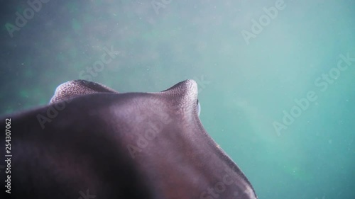 Close-up of behind the eyes of a horn shark photo