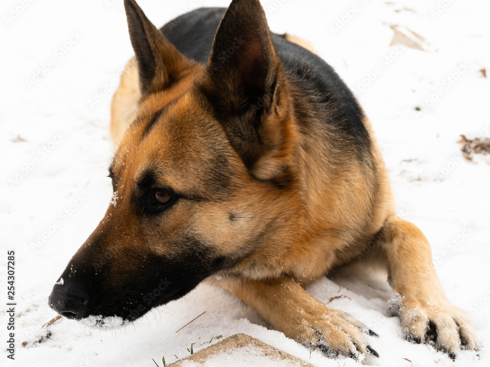 German Shepherd In The Snow