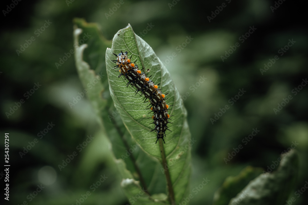 Fototapeta premium caterpillar on a leaf