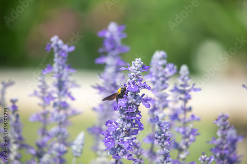 field of Victoria Blue salvia flowers