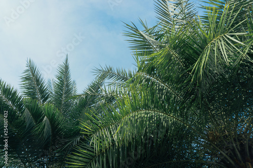 palm trees and blue sky