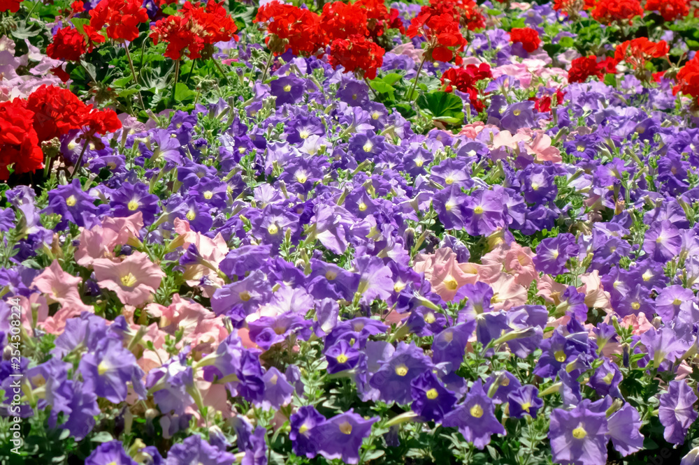 Obraz premium 都会の整備された花壇に咲いた色とりどりの艶やかな花々