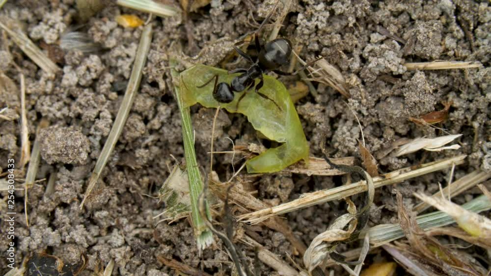 ant eating grape enters and leaves frame ant eating grape enters and leaves frame