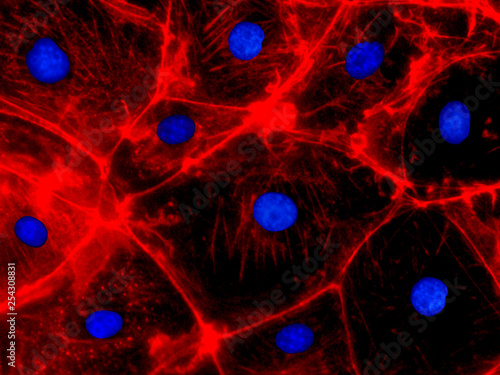 Obraz na plátně Confocal Fluorescence Microscopy of CRISPR-generated knockout cells