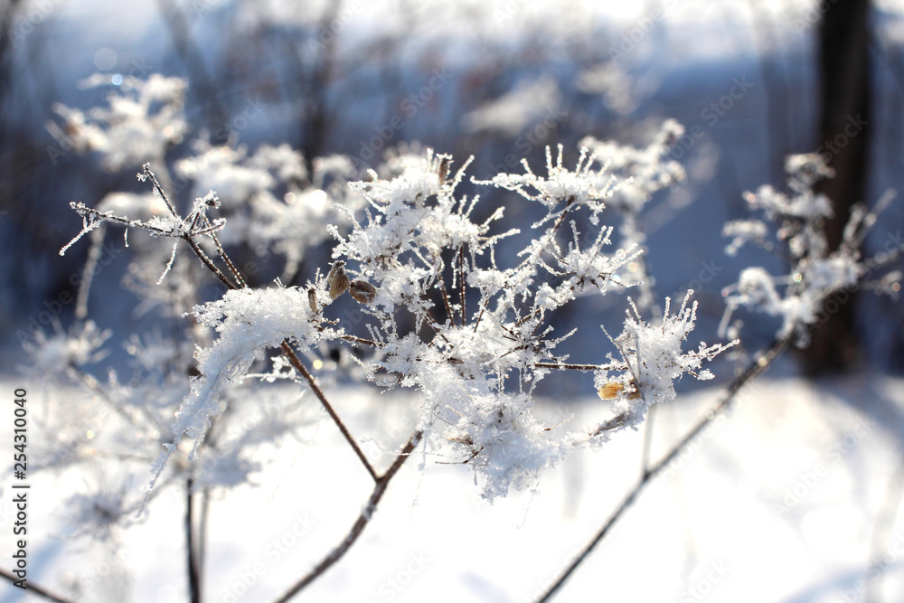dry grass covered with sparkling crystals of ice and frost in the forest in a snowdrift on a clear winter day