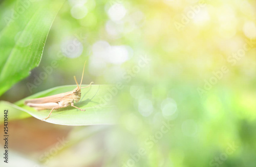 Fotografia, Obraz Green meadow grasshopper on plant soft focus nature light blur background