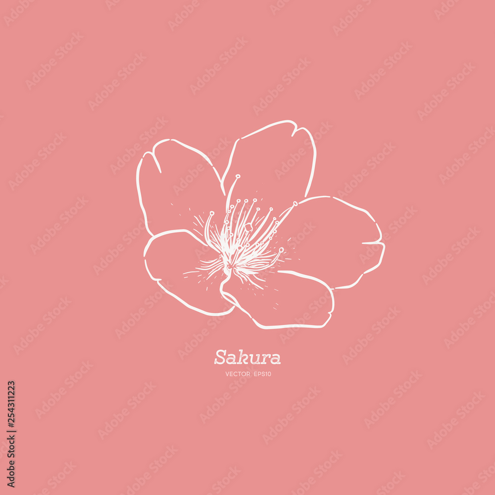 Sakura flower, hand draw sketch vector. Sakura flower, hand draw sketch vector.