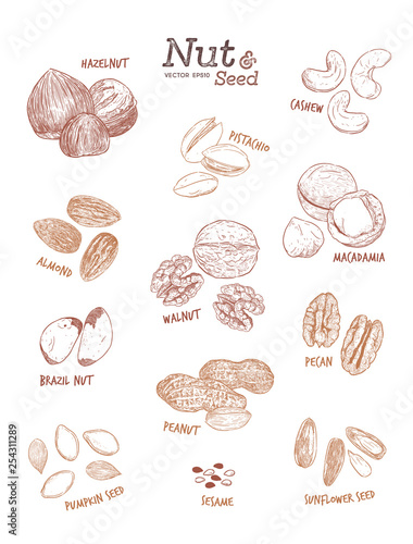 Nut and seed collection, hand draw vector.