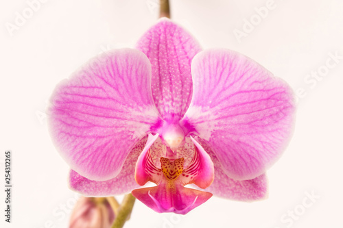 Beautiful Orchid flower.  Close up. Orchid Bud.