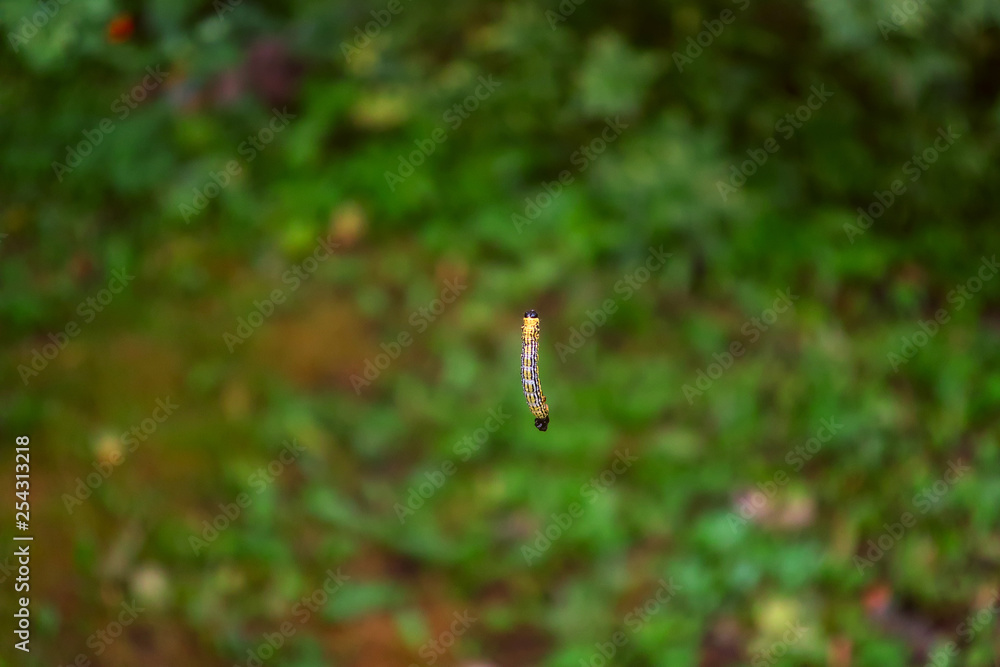 a caterpillar hanging on a string above the lawn