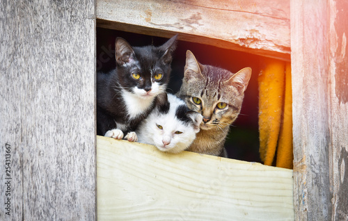 Asia kittens cute cat three white black and wrown tabby cat brethren on window looking outside photo