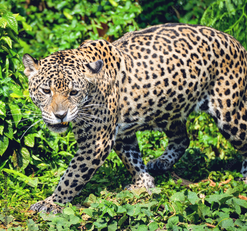Jaguar Animal Hunting