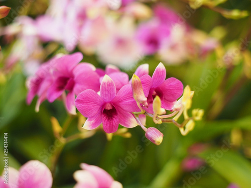 pink orchid bouquet and green leaves © pkanchana