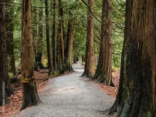 Pathway Framed by trees in Pitt Meadows