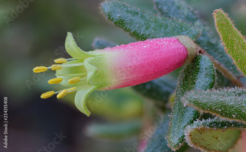 Close-up of pink and green Native Fuchsia (Correa reflexa) - a shrub endemic to Australia - flowers approx 40mm long