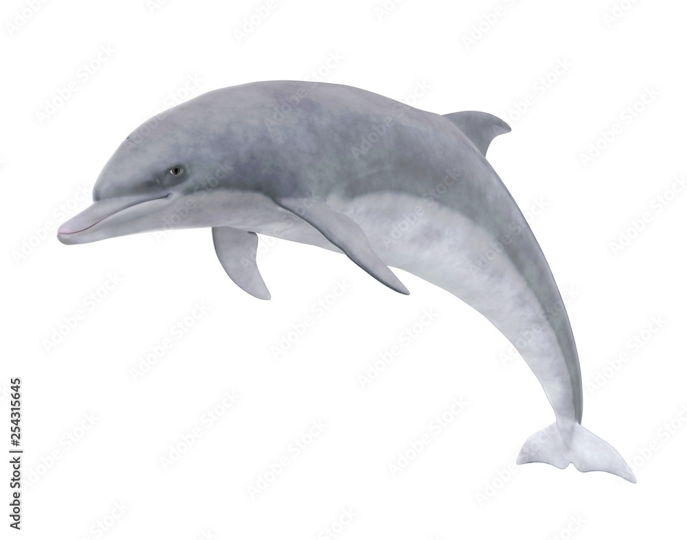 Obraz premium Dolphin Isolated