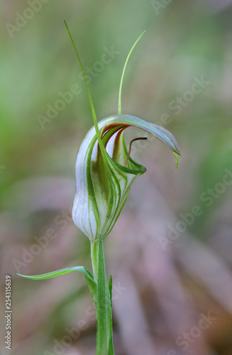Close-up of Cobra Greenhood Orchid (Pterostylis grandiflora) - endemic to Australia - approx 20mm dia