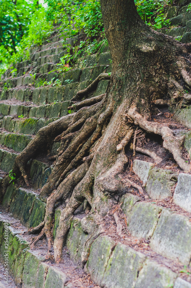 Old brown tree roots sagging over an old wall of granite stones Old brown tree roots sagging over an old wall of granite stones