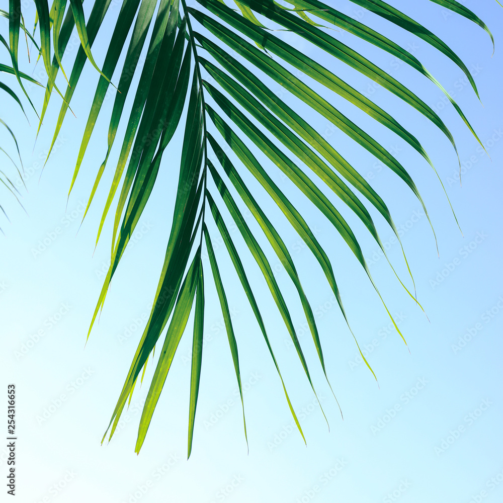 Obraz premium green leaf on tropical tree, summer in nature background