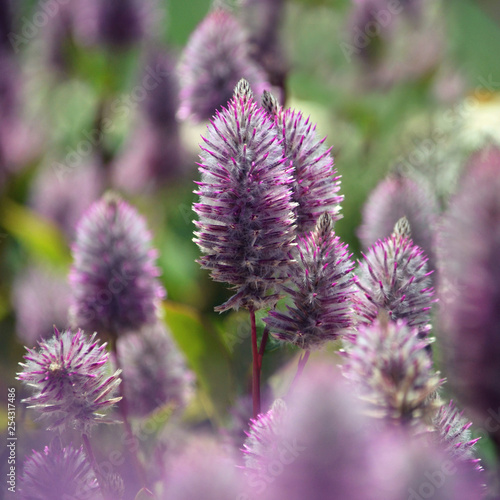 Australian native purple Ptilotus exaltatus flowers  family Amaranthaceae. Called Mulla Mulla by indigenous Australians. Also known as foxtails.